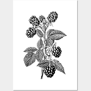 Blackberry Plant Posters and Art